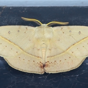 Anthela acuta at Bulli, NSW - 4 Oct 2024 10:07 PM