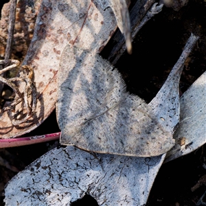 Taxeotis reserata at Yarralumla, ACT - 27 Sep 2024