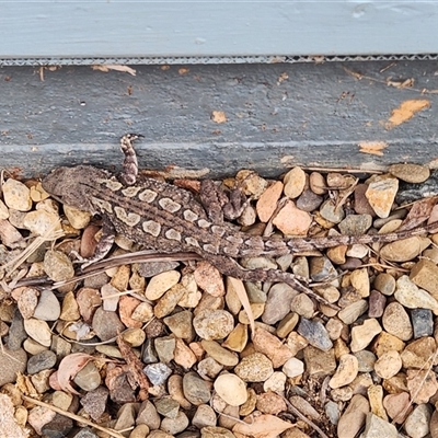 Amphibolurus muricatus (Jacky Lizard) at Dignams Creek, NSW - 5 Oct 2024 by sagaunt