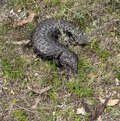 Tiliqua rugosa (Shingleback Lizard) at Bungendore, NSW - 5 Oct 2024 by yellowboxwoodland