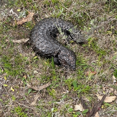 Tiliqua rugosa (Shingleback Lizard) at Bungendore, NSW - 5 Oct 2024 by yellowboxwoodland