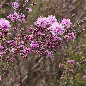 Kunzea parvifolia at Majors Creek, NSW - 5 Oct 2024