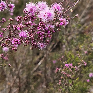 Kunzea parvifolia at Majors Creek, NSW - 5 Oct 2024 01:52 PM