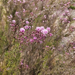 Kunzea parvifolia at Majors Creek, NSW - 5 Oct 2024