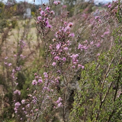 Kunzea parvifolia at Majors Creek, NSW - 5 Oct 2024