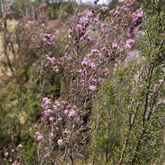 Kunzea parvifolia at Majors Creek, NSW - 5 Oct 2024 01:52 PM