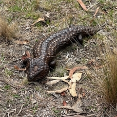 Tiliqua rugosa (Shingleback Lizard) at Bungendore, NSW - 5 Oct 2024 by yellowboxwoodland