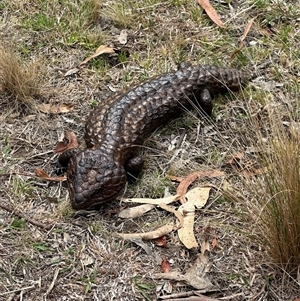 Tiliqua rugosa at Bungendore, NSW - 5 Oct 2024