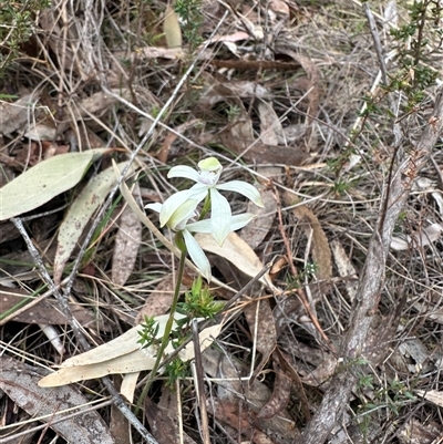 Caladenia ustulata (Brown Caps) at Bungendore, NSW - 4 Oct 2024 by yellowboxwoodland