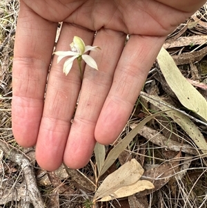 Caladenia ustulata at Bungendore, NSW - 4 Oct 2024