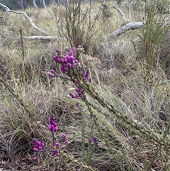 Comesperma ericinum (Heath Milkwort) at Bungendore, NSW - 4 Oct 2024 by yellowboxwoodland