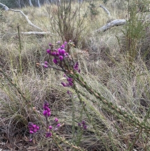 Comesperma ericinum at Bungendore, NSW - 4 Oct 2024