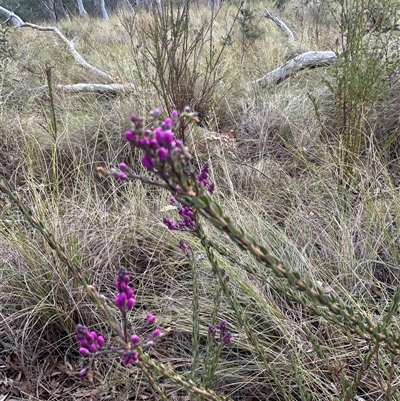 Comesperma ericinum (Heath Milkwort) at Bungendore, NSW - 4 Oct 2024 by yellowboxwoodland