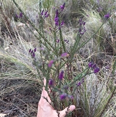 Comesperma ericinum at Bungendore, NSW - 4 Oct 2024