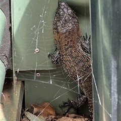 Egernia cunninghami (Cunningham's Skink) at Bungendore, NSW - 2 Oct 2024 by yellowboxwoodland