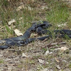 Pseudechis porphyriacus (Red-bellied Black Snake) at Kambah, ACT - 5 Oct 2024 by HelenCross