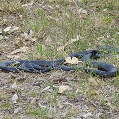 Pseudechis porphyriacus at Kambah, ACT - 5 Oct 2024