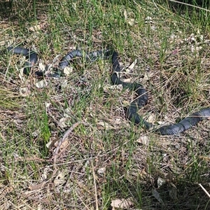 Pseudechis porphyriacus at Kambah, ACT - 5 Oct 2024