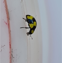 Illeis galbula (Fungus-eating Ladybird) at Isaacs, ACT - 5 Oct 2024 by Mike