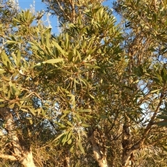 Unverified Other Shrub at Gibson Desert North, WA - 28 Aug 2024 by Paul4K