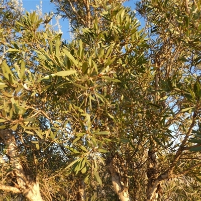 Unidentified Other Shrub at Gibson Desert North, WA - 27 Aug 2024 by Paul4K