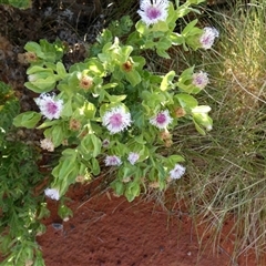 Unidentified Other Shrub at Gibson Desert North, WA - 27 Aug 2024 by Paul4K