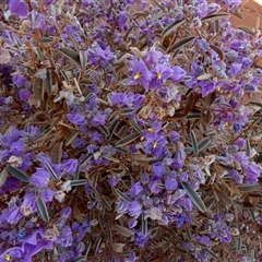 Solanum sturtianum at Gibson Desert North, WA - 27 Aug 2024 by Paul4K