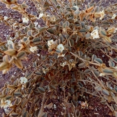 Bonamia rosea at Gibson Desert North, WA - 27 Aug 2024 by Paul4K