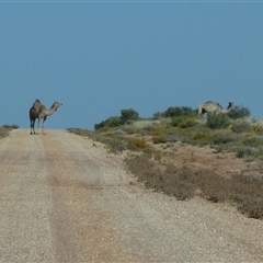 Camelus dromedarius (Camel, Dromedary) at Gibson Desert North, WA - 28 Aug 2024 by Paul4K