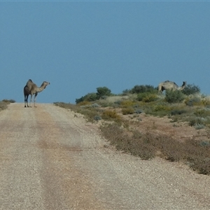 Camelus dromedarius at Gibson Desert North, WA - 28 Aug 2024