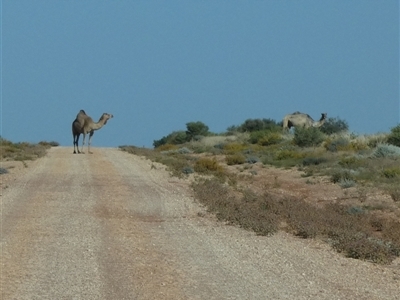 Camelus dromedarius (Camel, Dromedary) at Gibson Desert North, WA - 27 Aug 2024 by Paul4K