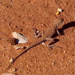 Unverified Dragon at Gibson Desert North, WA - 28 Aug 2024 by Paul4K