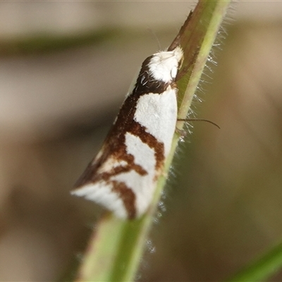 Ocystola paulinella (A Concealer Moth) at Wallaroo, NSW - 5 Oct 2024 by Anna123