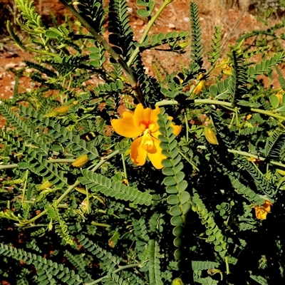 Unidentified Other Shrub at Gibson Desert North, WA - 28 Aug 2024 by Paul4K