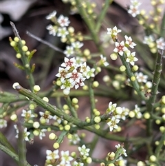 Choretrum pauciflorum (Dwarf Sour Bush) at Bruce, ACT - 5 Oct 2024 by RWPurdie