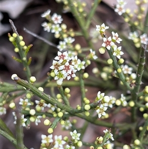 Choretrum pauciflorum at Bruce, ACT - 5 Oct 2024