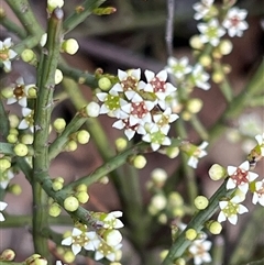 Choretrum pauciflorum at Bruce, ACT - 5 Oct 2024