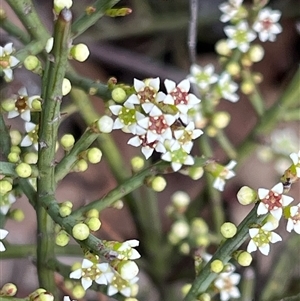 Choretrum pauciflorum at Bruce, ACT - 5 Oct 2024