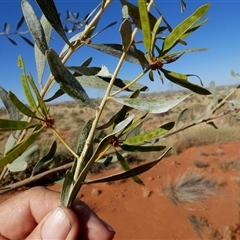 Unidentified Wattle at Gibson Desert North, WA - 28 Aug 2024 by Paul4K