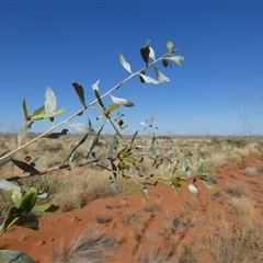 Unidentified at suppressed - 28 Aug 2024