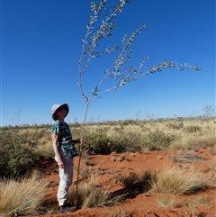 Unidentified at suppressed - 28 Aug 2024