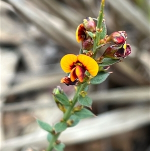 Daviesia ulicifolia subsp. ruscifolia at Bruce, ACT - 5 Oct 2024