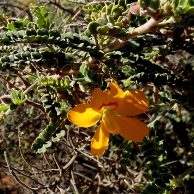 Unidentified Other Shrub at Gibson Desert North, WA - 28 Aug 2024 by Paul4K