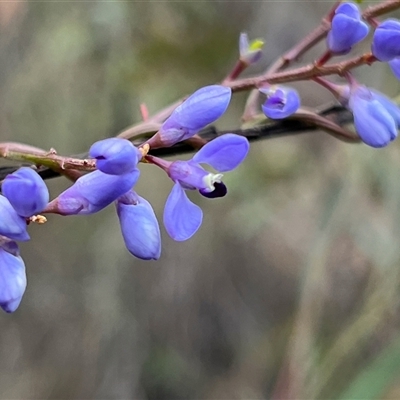 Comesperma volubile (Love Creeper) at Bruce, ACT - 5 Oct 2024 by RWPurdie