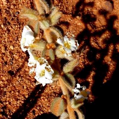 Unidentified Other Shrub at Gibson Desert North, WA - 28 Aug 2024 by Paul4K