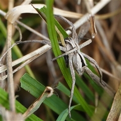 Argoctenus sp. (genus) (Wandering ghost spider) at Wallaroo, NSW - 5 Oct 2024 by Anna123