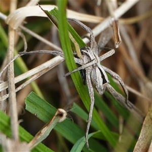 Argoctenus sp. (genus) at Wallaroo, NSW - 5 Oct 2024