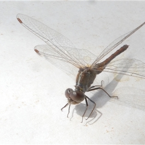 Diplacodes bipunctata at Belconnen, ACT - 5 Oct 2024