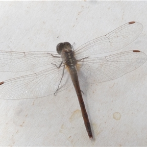 Diplacodes bipunctata at Belconnen, ACT - 5 Oct 2024