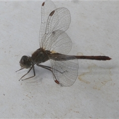 Diplacodes bipunctata at Belconnen, ACT - 5 Oct 2024